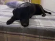 Pipoca