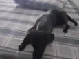 Pipoca