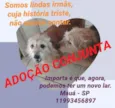 Adoção conjunta