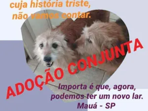 Cachorro raça SRD idade 6 ou mais anos nome Adoção conjunta