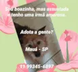 Adoção conjunta