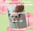 Adoção conjunta