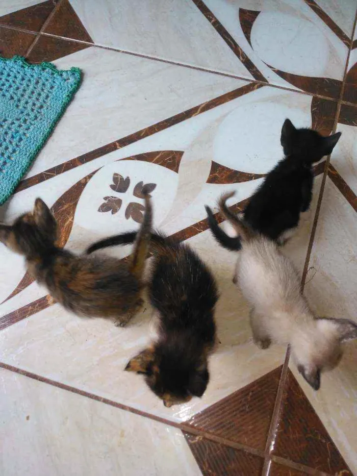 Gato raça  idade Abaixo de 2 meses nome .