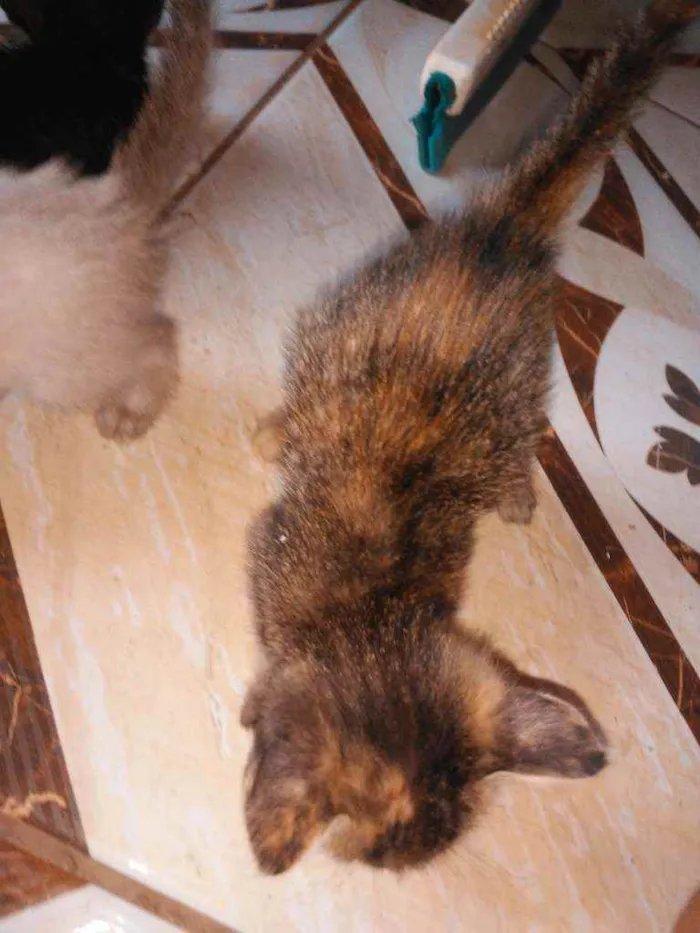 Gato raça  idade Abaixo de 2 meses nome .