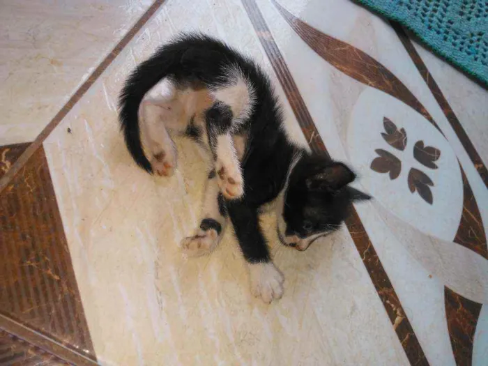 Gato raça  idade Abaixo de 2 meses nome .