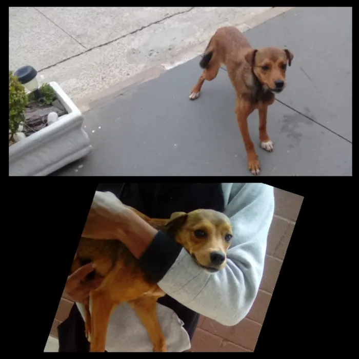 Cachorro ra a SRD idade 1 ano nome Bia