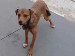 Cachorro raça SRD idade 1 ano nome Bia