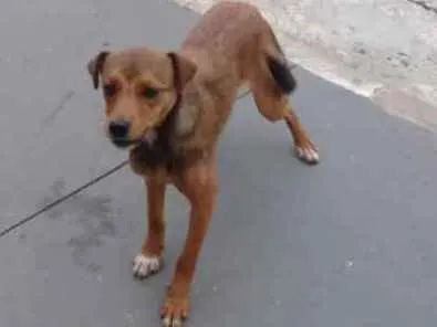 Cachorro ra a SRD idade 1 ano nome Bia