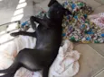 Pipoca