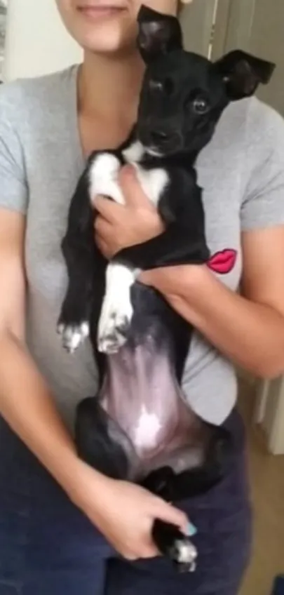 Cachorro ra a SRD-ViraLata idade 7 a 11 meses nome Amora
