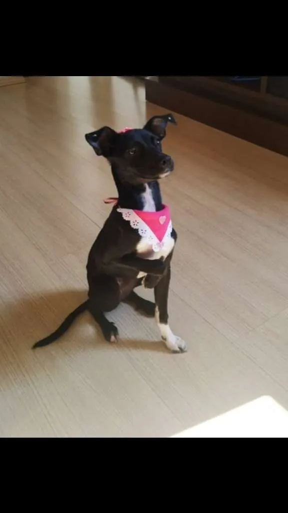Cachorro ra a SRD-ViraLata idade 7 a 11 meses nome Amora
