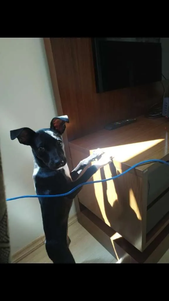 Cachorro ra a SRD-ViraLata idade 7 a 11 meses nome Amora