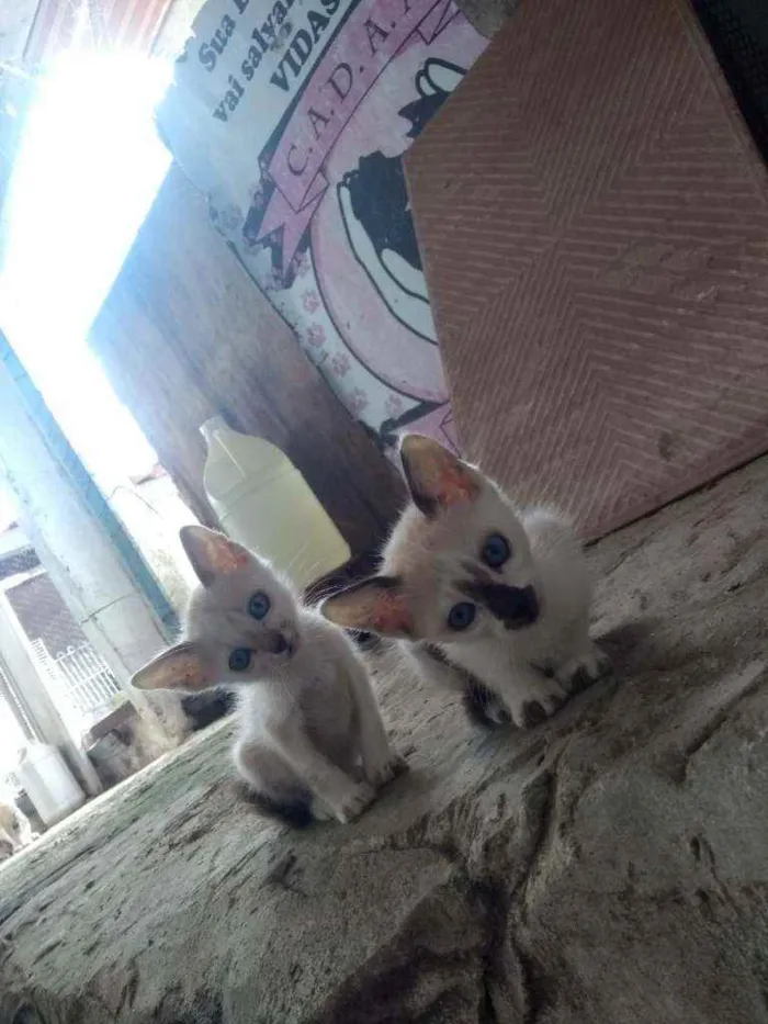 Gato raça Srd idade 2 a 6 meses nome Deby e loydi