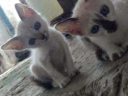 Gato raça Srd idade 2 a 6 meses nome Deby e loydi
