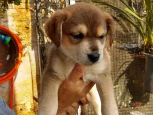 Cachorro raça  idade 2 a 6 meses nome Não sei 
