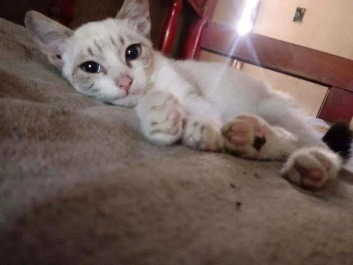 Gato raça Siamês idade 2 a 6 meses nome Perla