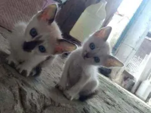 Gato raça Srd idade 2 a 6 meses nome Deby e loydi