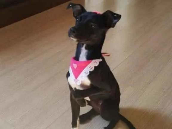 Cachorro ra a SRD-ViraLata idade 7 a 11 meses nome Amora