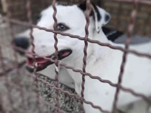 Cachorro raça  idade 2 anos nome Branca 