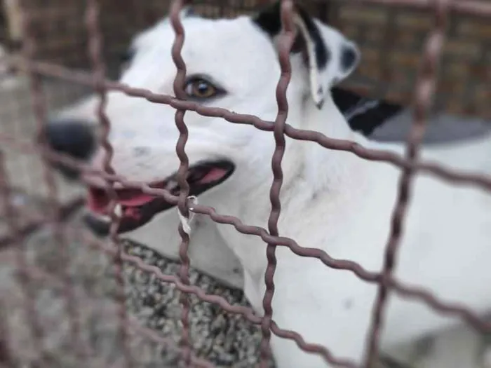 Cachorro ra a  idade 2 anos nome Branca 