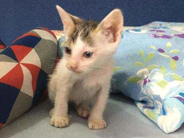 Gato raça Sem raça  idade Abaixo de 2 meses nome Branquinha linda