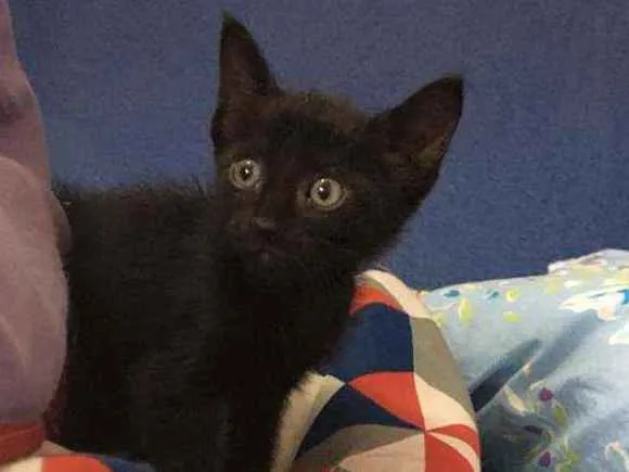 Gato ra a Sem raça  idade Abaixo de 2 meses nome Pretinho lindo????