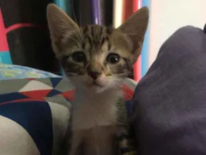 Gato raça Sem raça  idade Abaixo de 2 meses nome Tigrado