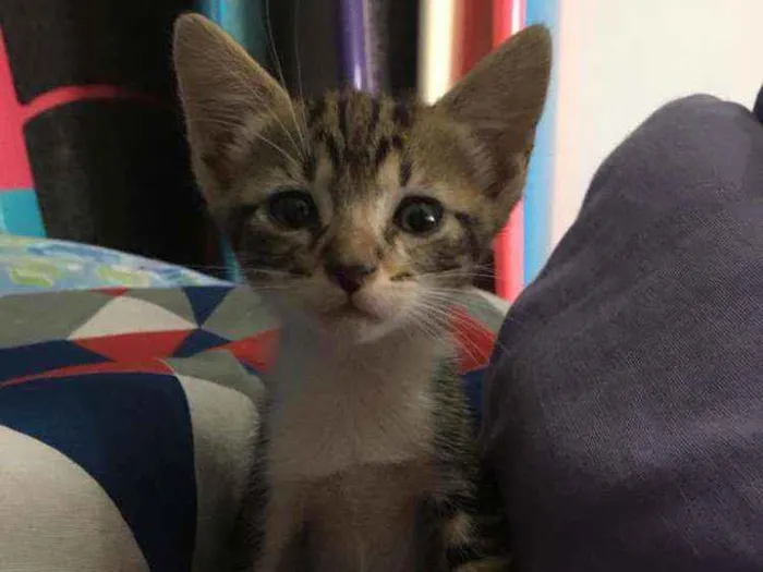 Gato ra a Sem raça  idade Abaixo de 2 meses nome Tigrado