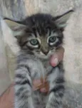 Punk