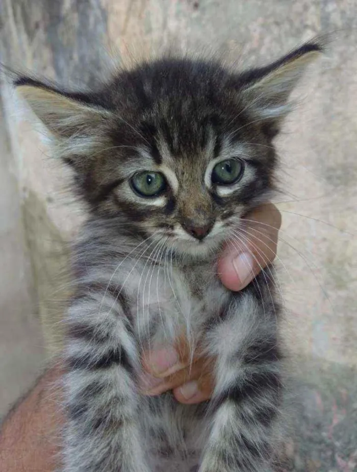 Gato ra a SRD idade 2 a 6 meses nome Punk