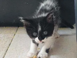 Gato raça SRD idade 2 a 6 meses nome Jimy