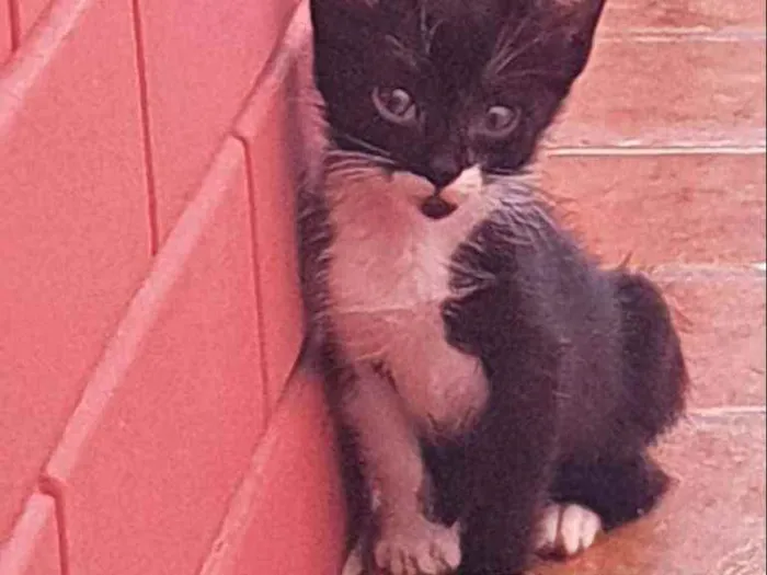 Gato ra a SRD idade Abaixo de 2 meses nome Peter