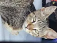 Tobby