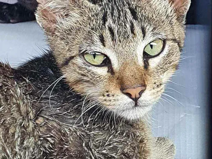 Gato ra a SRD idade 2 a 6 meses nome Tobby