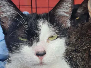 Gato raça SRD idade 4 anos nome Cindy