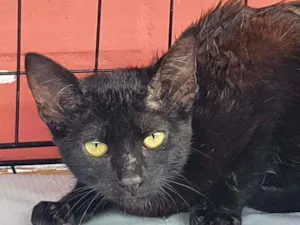 Gato raça SRD idade 2 a 6 meses nome Gaia