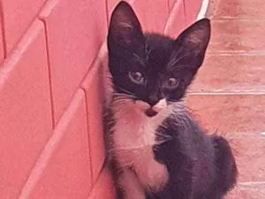 Gato raça SRD idade Abaixo de 2 meses nome Peter