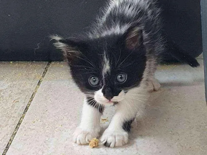 Gato ra a SRD idade 2 a 6 meses nome Jimy