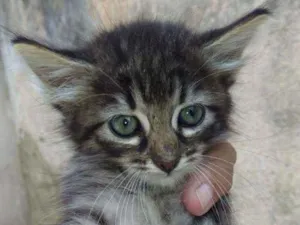 Gato raça SRD idade 2 a 6 meses nome Punk
