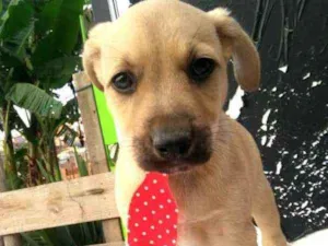 Cachorro raça  idade Abaixo de 2 meses nome Filhotes da Sueli 
