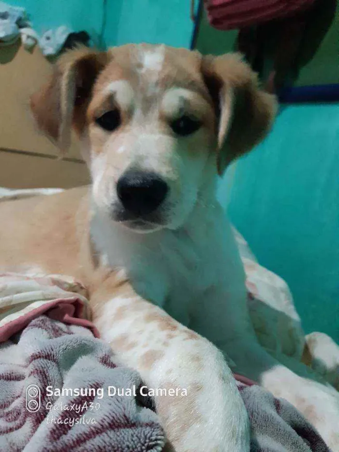Cachorro ra a Misturados com pitbull  idade 2 a 6 meses nome Rauf, pandora e baru