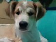 Rauf, pandora e baru