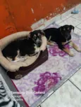 Rauf, pandora e baru