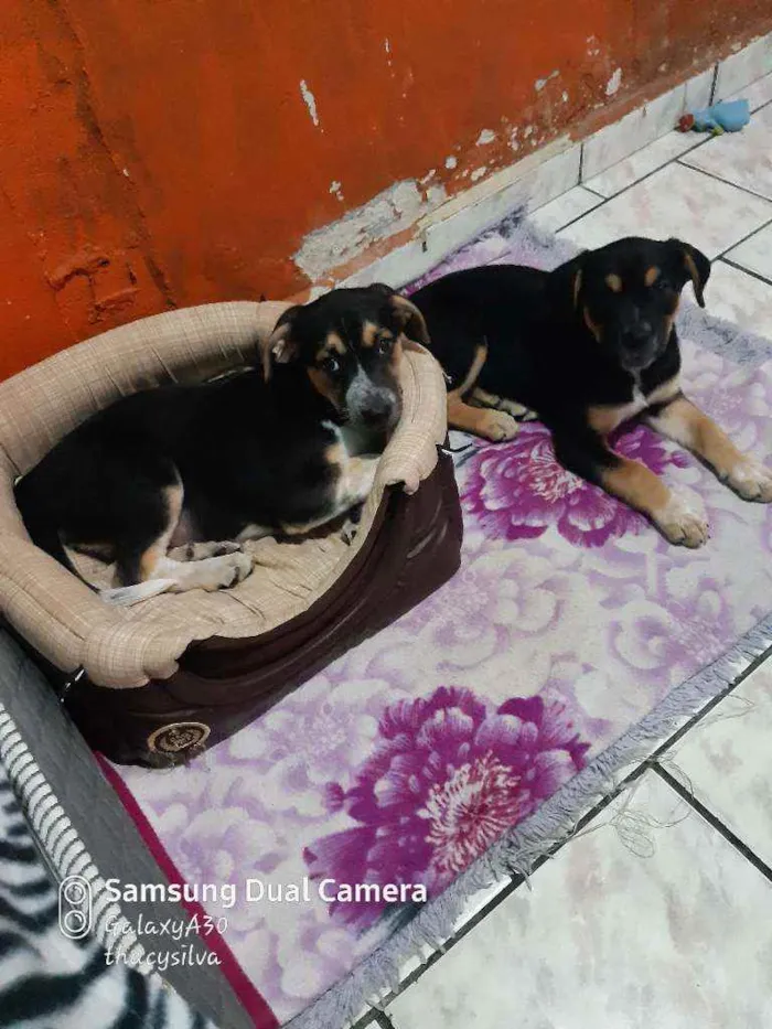 Cachorro ra a Misturados com pitbull  idade 2 a 6 meses nome Rauf, pandora e baru
