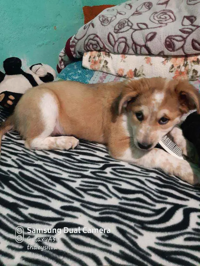 Cachorro ra a Misturados com pitbull  idade 2 a 6 meses nome Rauf, pandora e baru