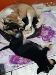 Rauf, pandora e baru