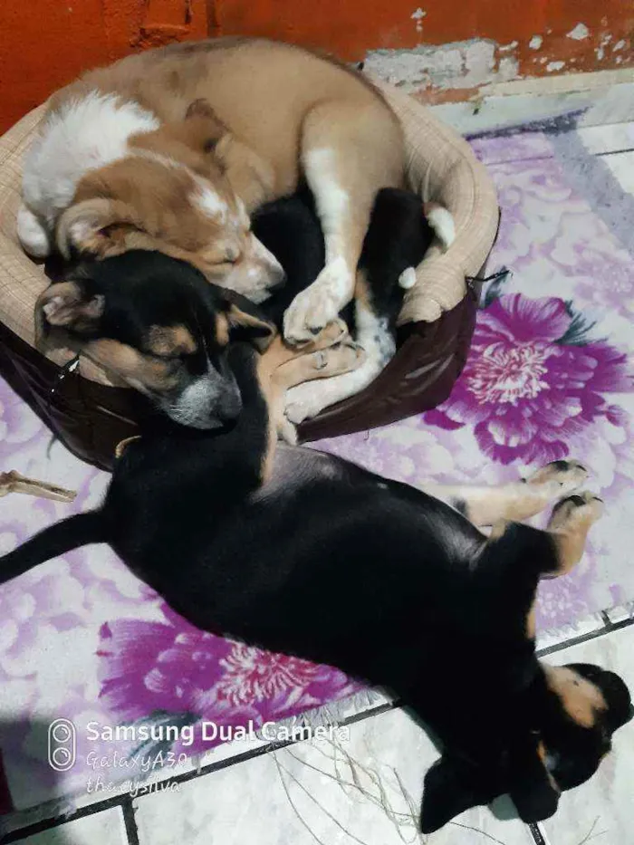 Cachorro ra a Misturados com pitbull  idade 2 a 6 meses nome Rauf, pandora e baru