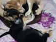 Rauf, pandora e baru