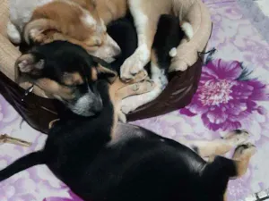 Cachorro raça Misturados com pitbull  idade 2 a 6 meses nome Rauf, pandora e baru