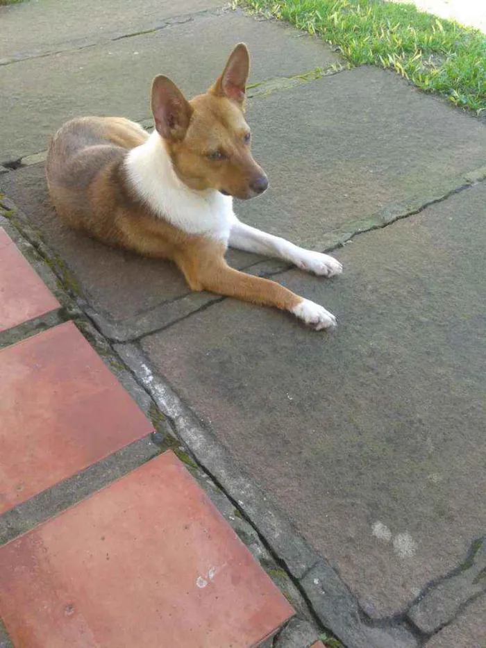 Cachorro ra a SRD idade 1 ano nome Lobinha